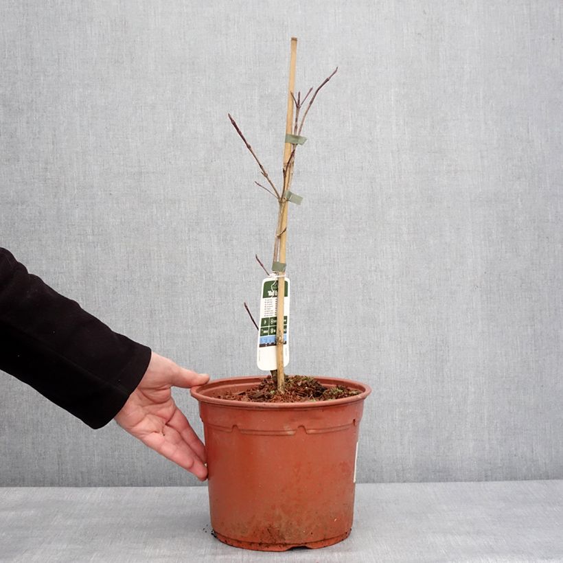 Spécimen de Cornus kousa Wolf Eyes - Cornouiller du Japon Pot de 4L/5L tel que livré en hiver
