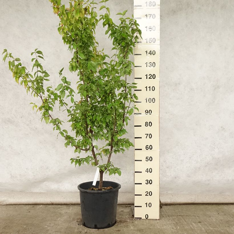 Spécimen de Cornus mas Aurea - Cornouiller mâle Pot de 20L/25L tel que livré en été