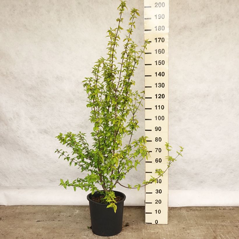 Spécimen de Cornus mas Aurea - Cornouiller mâle Pot de 20L/25L tel que livré au printemps