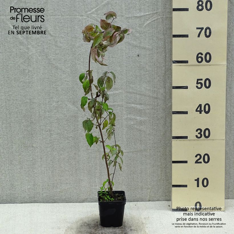 Spécimen de Cornus mas - Cornouiller mâle Pot de 1,5L/2L tel que livré en été