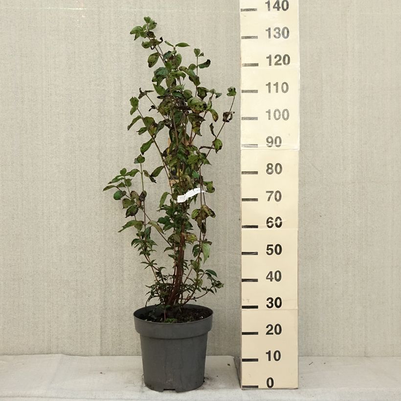 Spécimen de Cornus mas - Cornouiller mâle Pot de 12L/15L tel que livré en automne