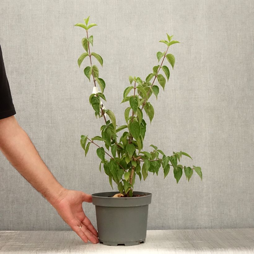 Spécimen de Cornus mas - Cornouiller mâle Pot de 2L/3L tel que livré en été