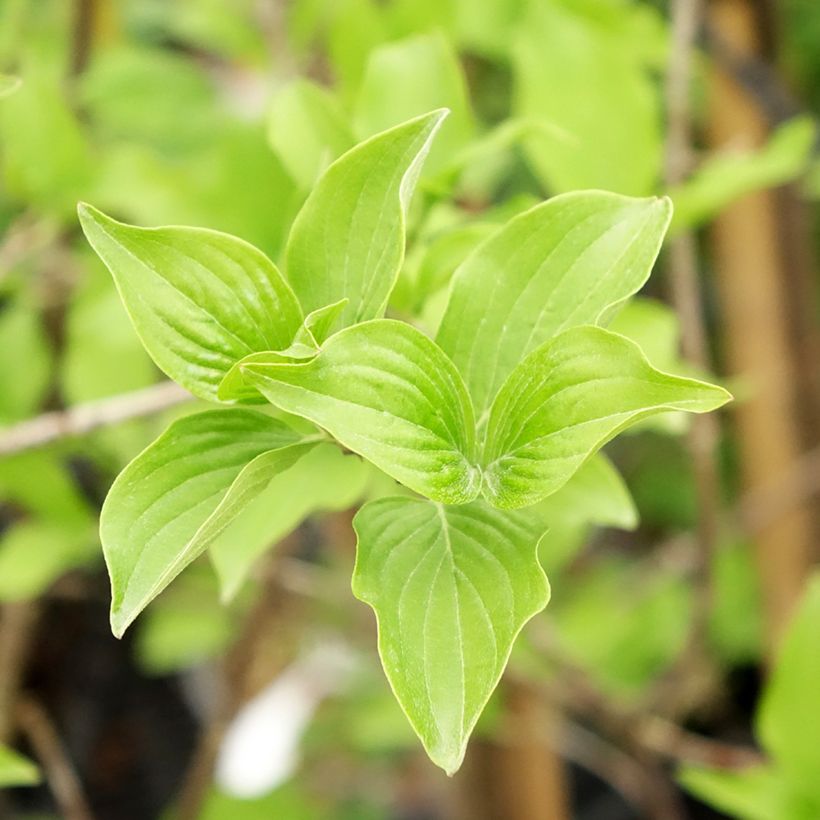 Cornus mas Flava - Cornouiller mâle (Feuillage)