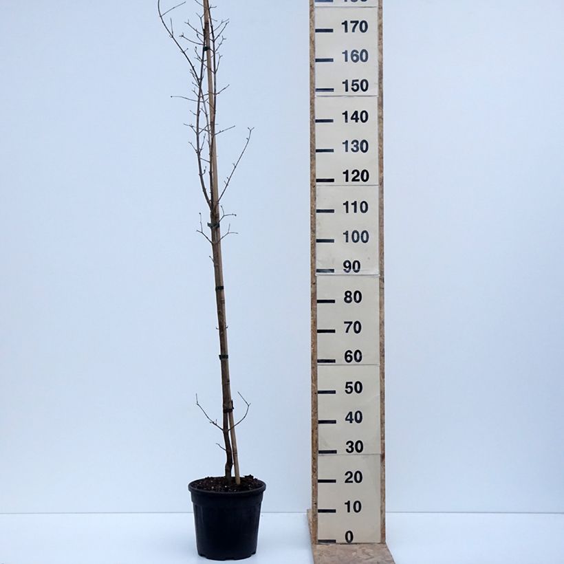 Spécimen de Cornus mas Flava - Cornouiller mâle - Pot de 7,5L/10L tel que livré en hiver
