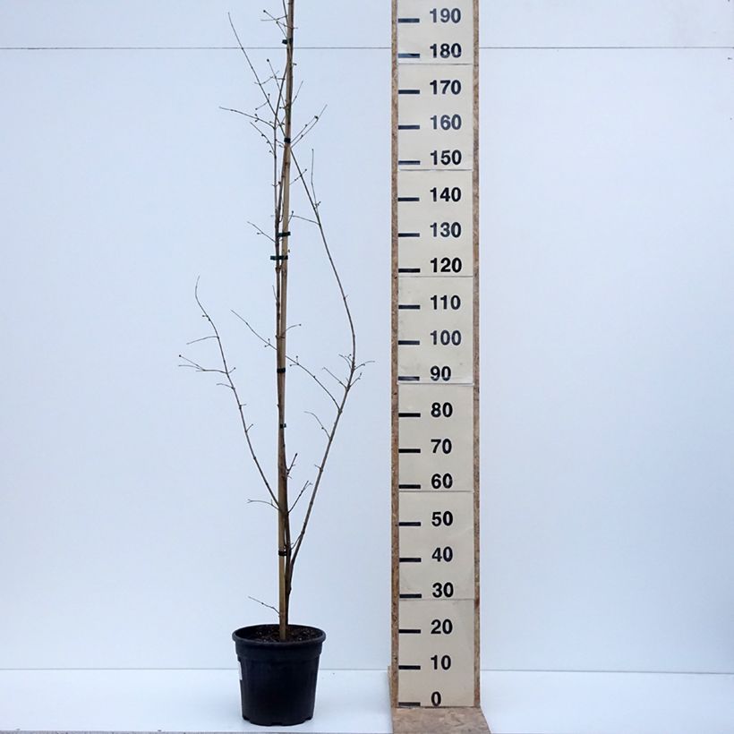 Spécimen de Cornus mas Florianka - Cornouiller mâle Pot de 7,5L/10L tel que livré en hiver