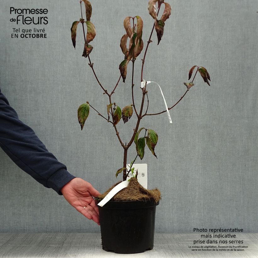 Spécimen de Cornus mas Jolico - Cornouiller mâle Pot de 3L/4L tel que livré en automne