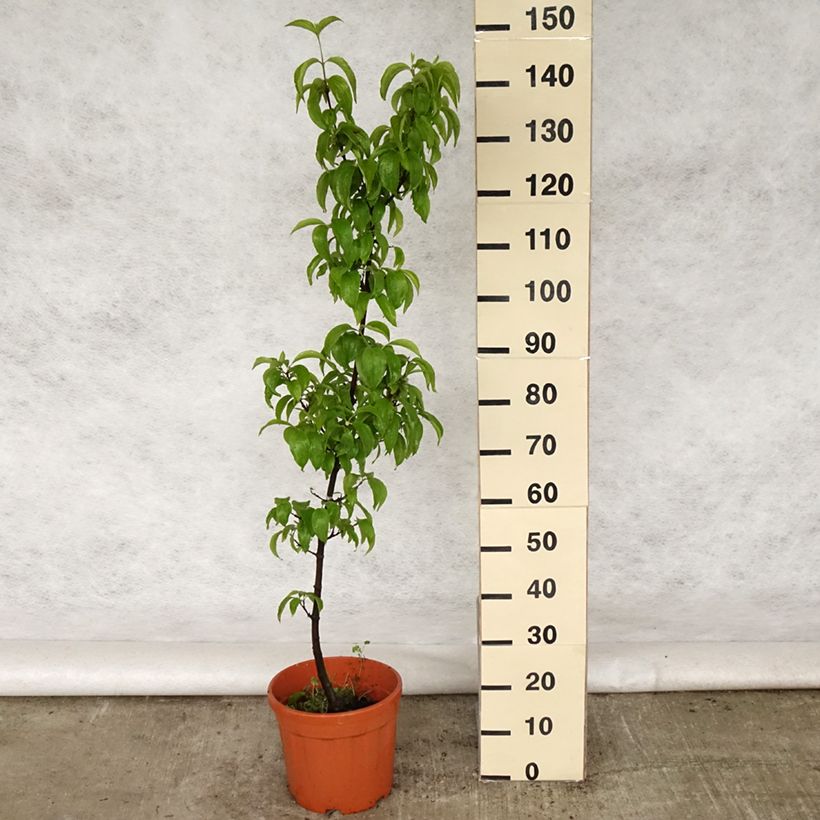 Spécimen de Cornus mas Kazanlak - Cornouiller mâle Pot de 7.5L tel que livré au printemps