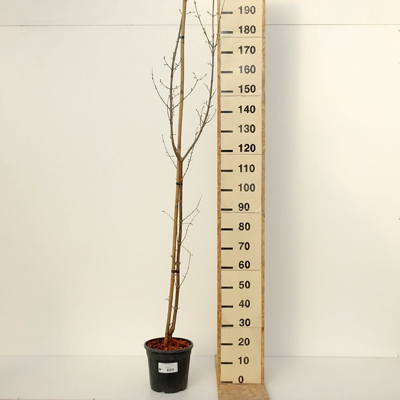 Spécimen de Cornus mas Pancharevo - Cornouiller mâle Pot de 7,5L/10L tel que livré en hiver