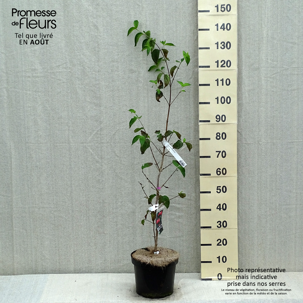 Cornouiller Mâle (Cornus Mas) - Arbuste Fruitier En Pot 3-4 Litres - Fleurs Jaunes Hiver, Fruits Rouges Comestibles