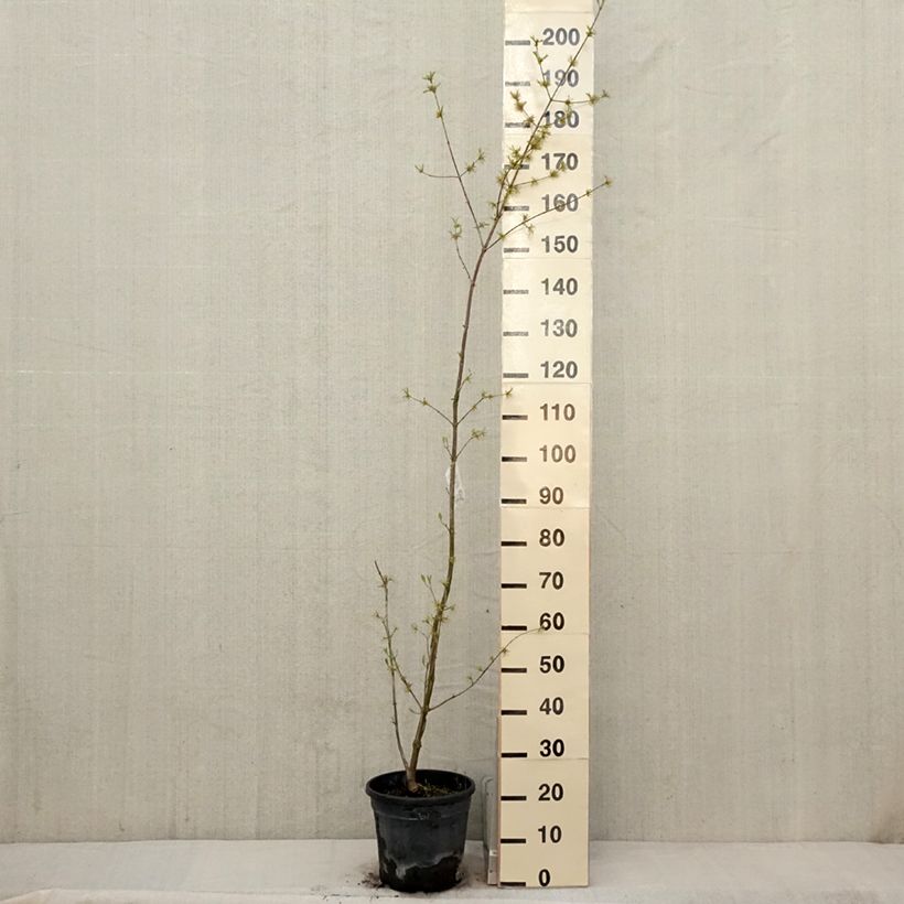 Spécimen de Cornus mas Schönbrunner Gourmet Dirndl - Cornouiller mâle Pot de 7,5L/10L tel que livré au printemps