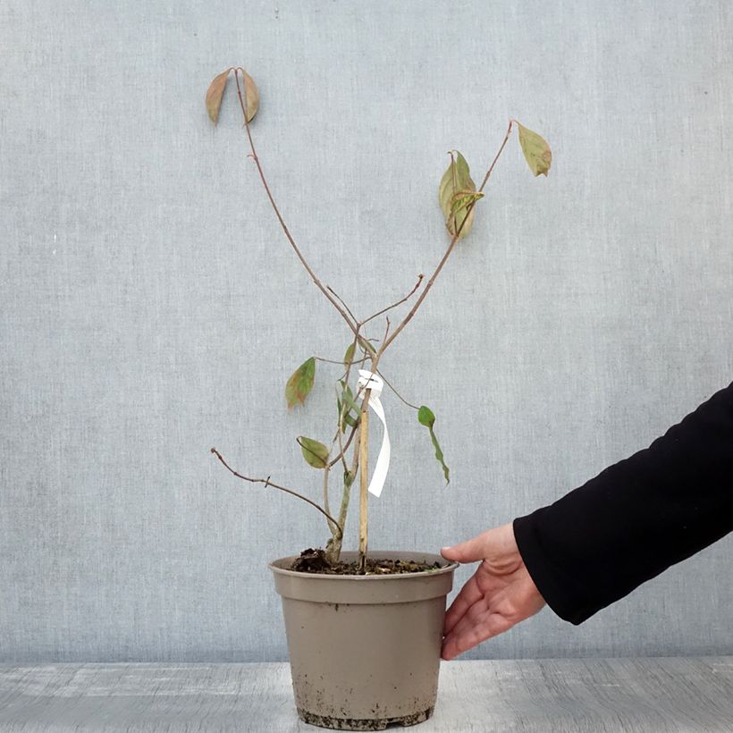 Spécimen de Cornus Norman Hadden - Cornouiller à fleurs Pot de 4L/5L tel que livré en automne