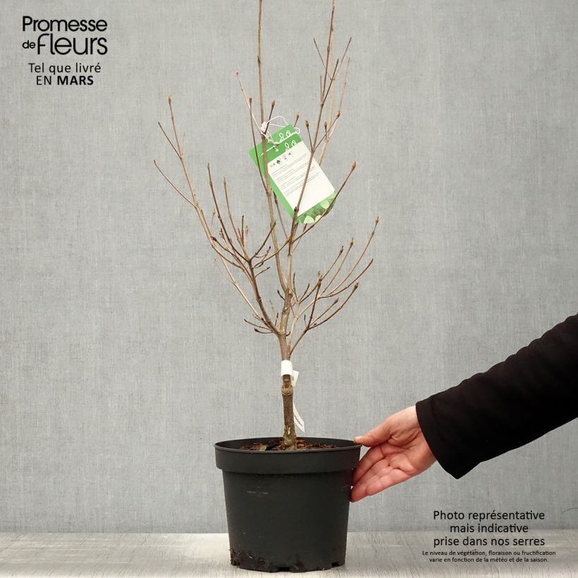 Spécimen de Cornus Norman Hadden - Cornouiller à fleurs Pot de 4L/5L tel que livré au printemps