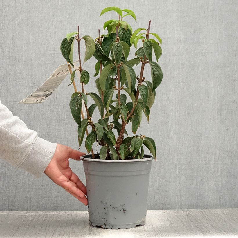 Spécimen de Cornus officinalis - Cornouiller officinal Pot de 3L/4L tel que livré en été