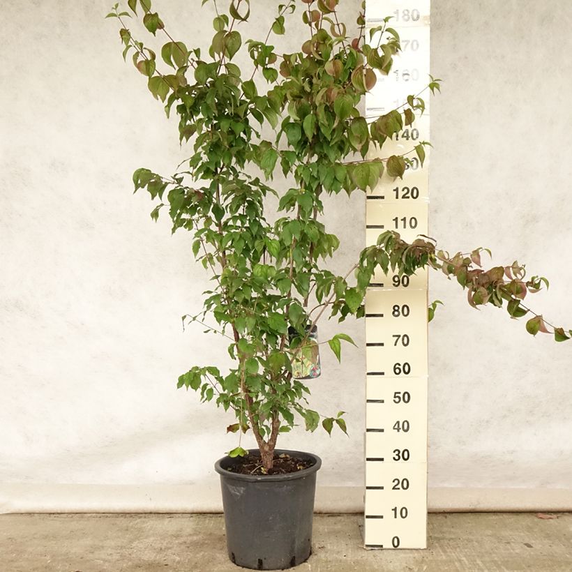 Spécimen de Cornus officinalis Robins Pride - Cornouiller officinal Pot de 20L/25L tel que livré en été