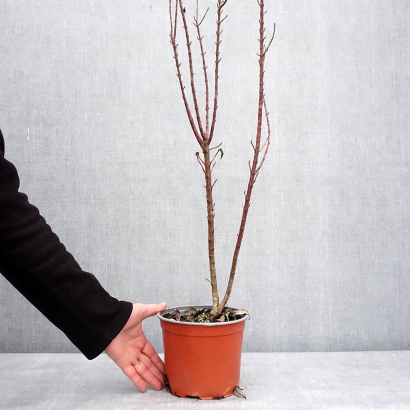Spécimen de Cornus sanguinea Compressa - Cornouiller sanguin Pot de 3L/4L tel que livré en hiver