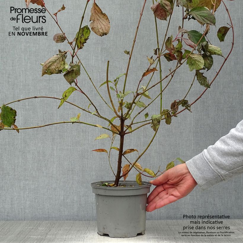 Spécimen de Cornus sanguinea - Cornouiller sanguin Pot de 2L/3L tel que livré en automne