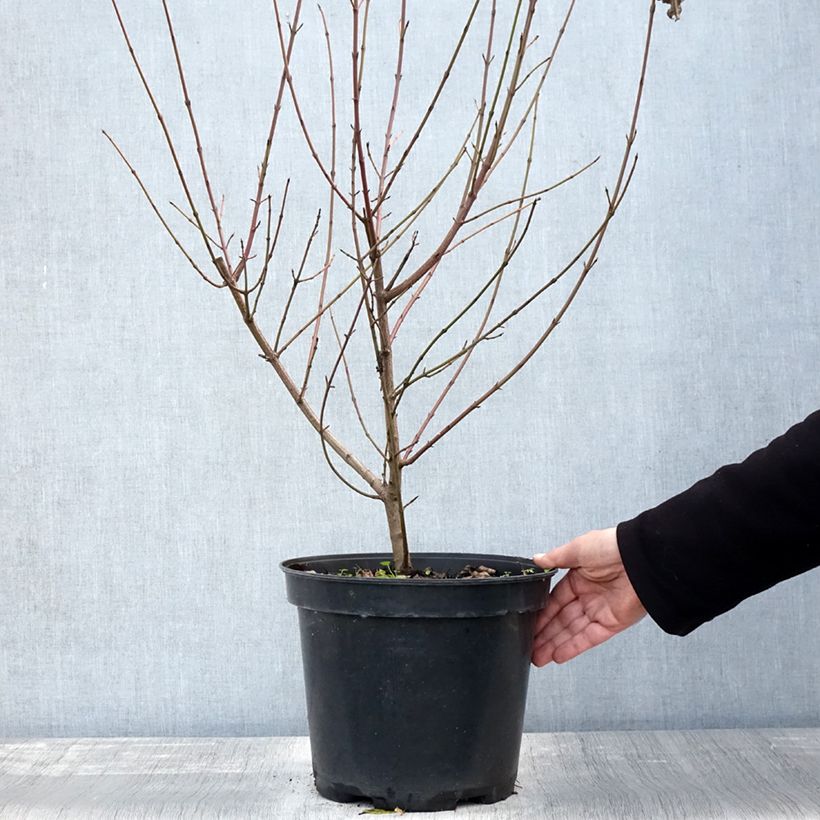 Spécimen de Cornus sanguinea - Cornouiller sanguin Pot de 7,5L/10L tel que livré en automne
