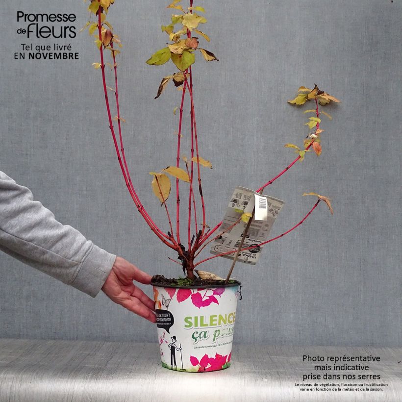 Spécimen de Cornus sanguinea Magic Flame - Cornouiller sanguin Pot de 4L/5L tel que livré en automne