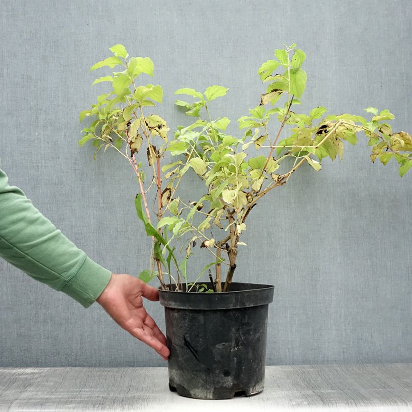 Spécimen de Cornus sanguinea Winter Beauty -Cornouiller sanguin Pot de 7,5L/10L tel que livré en été