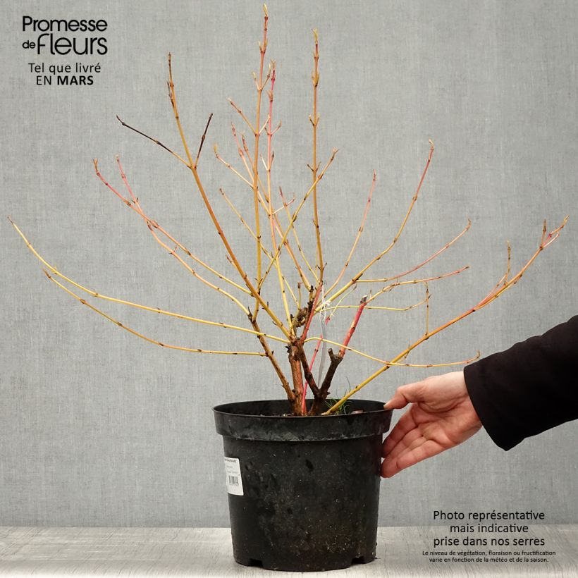 Spécimen de Cornus sanguinea Winter Beauty -Cornouiller sanguin en pot de 7,5L/10L tel que livré au printemps