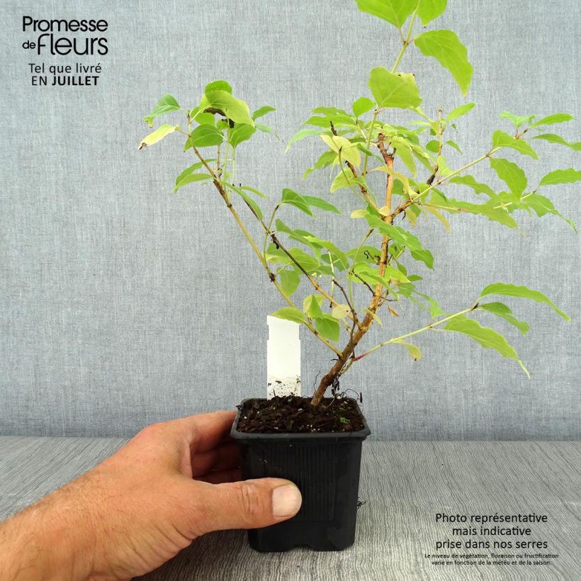 Spécimen de Cornus sanguinea Winter Beauty -Cornouiller sanguin Godet de 8/9 cm tel que livré en été