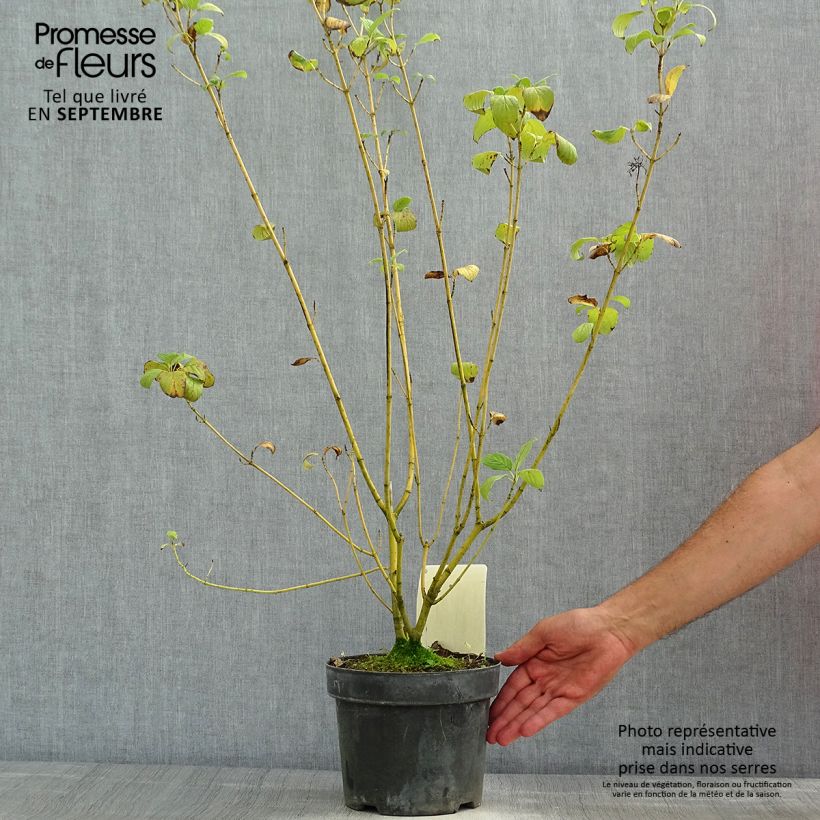 Spécimen de Cornus sericea Budd's Yellow - Cornouiller stolonifère. Pot de 3L/4L tel que livré en été
