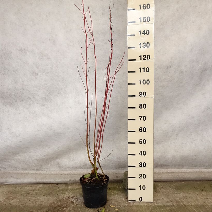 Spécimen de Cornus sericea Cardinal - Cornouiller stolonifère Pot de 7,5L/10L tel que livré en automne