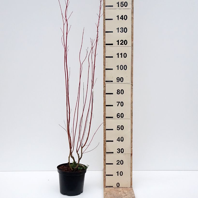 Spécimen de Cornus sericea Cardinal - Cornouiller stolonifère en pot de 10L tel que livré en hiver