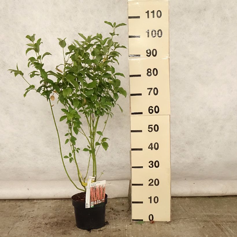 Spécimen de Cornus sericea Cardinal - Cornouiller stolonifère Pot de 2L/3L tel que livré en été