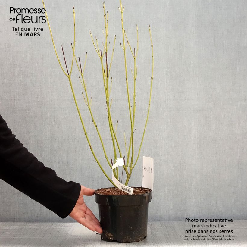 Spécimen de Cornus sericea Cardinal - Cornouiller stolonifère en pot de 2/3L tel que livré au printemps