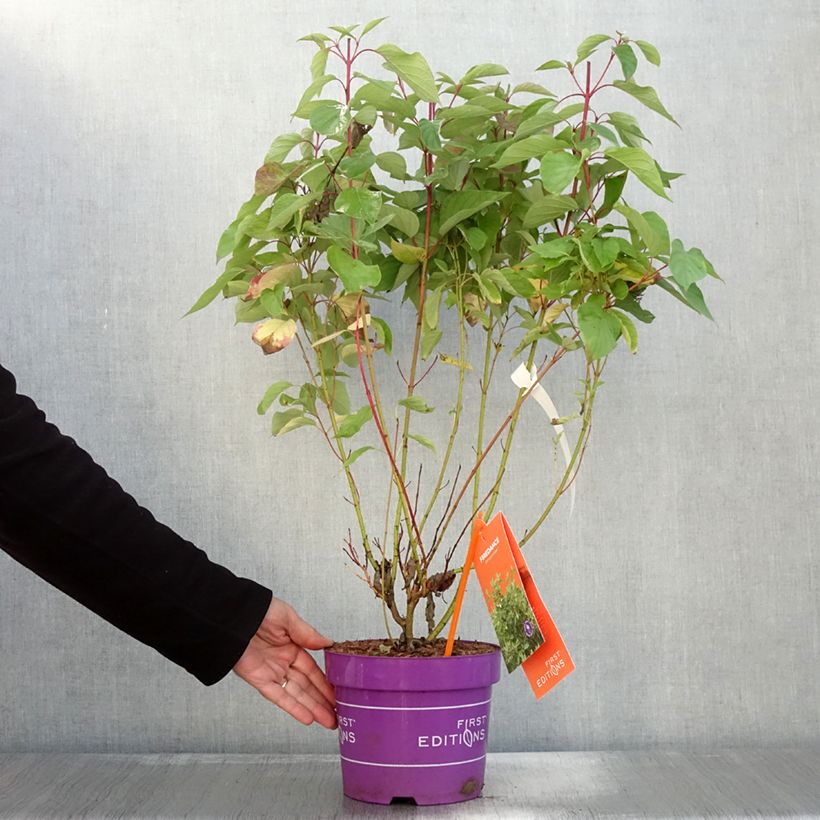 Spécimen de Cornus sericea Firedance - Cornouiller stolonifère Pot de 3L/4L tel que livré en automne
