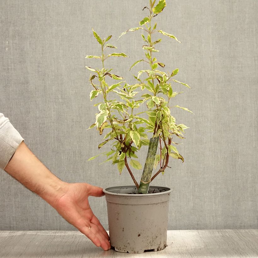 Spécimen de Cornus sericea Hedgerow's Gold - Cornouiller stolonifère Pot de 3L/4L tel que livré en automne