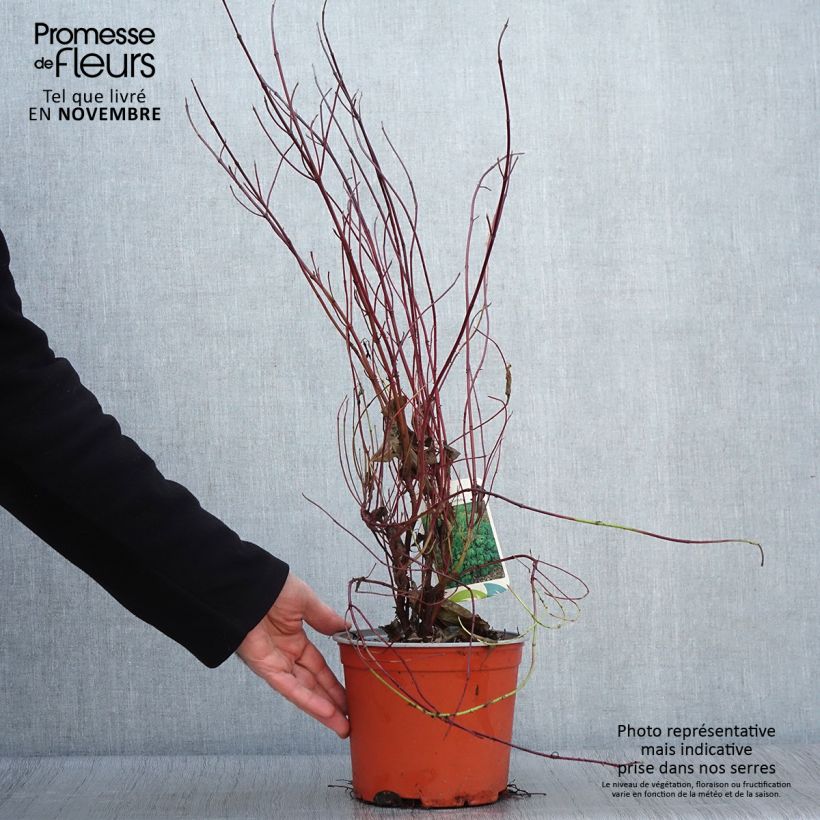 Spécimen de Cornus sericea Kelseyi - Cornouiller stolonifère Pot de 3L/4L tel que livré en automne
