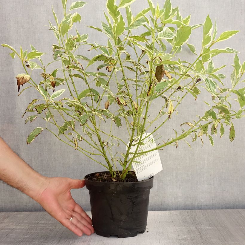 Spécimen de Cornus sericea White Gold - Cornouiller stolonifère Pot de 3L/4L tel que livré en été