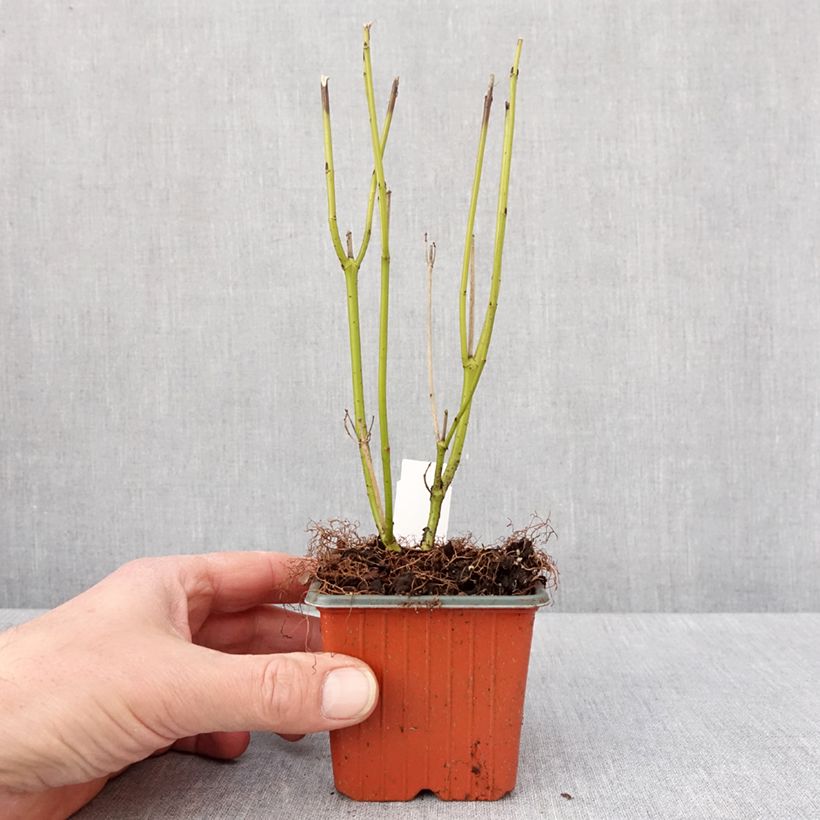 Spécimen de Cornus stolonifera Flaviramea - Cornouiller à bois jaune Godet de 8/9 cm tel que livré en hiver