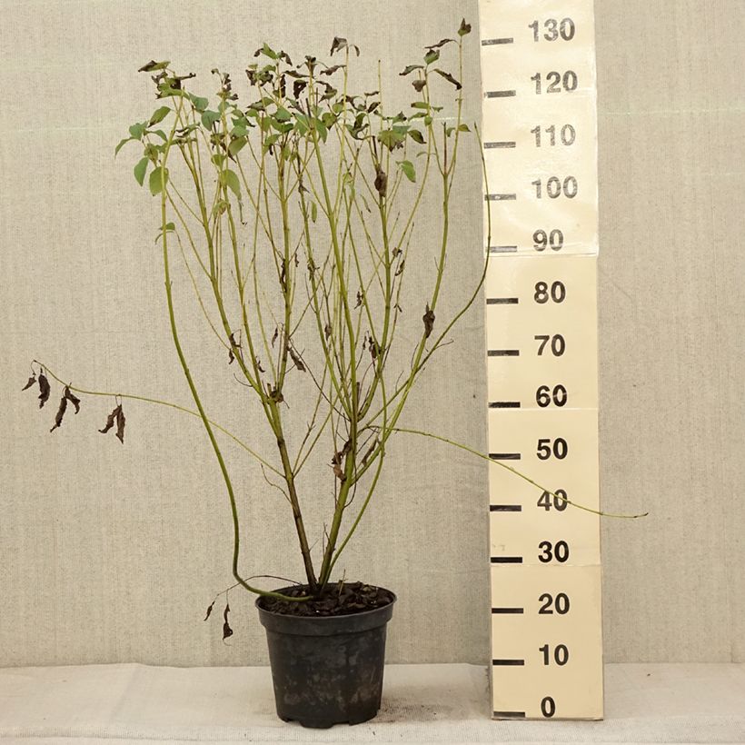 Spécimen de Cornus stolonifera Flaviramea - Cornouiller à bois jaune Pot de 7,5L/10L tel que livré en automne