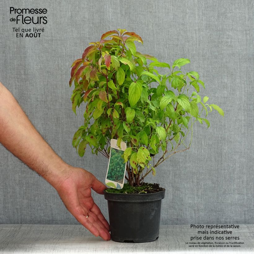 Spécimen de Cornus stolonifera Kelsey's Dwarf - Cornouiller stolonifère Pot de 1L/1,5L tel que livré en été