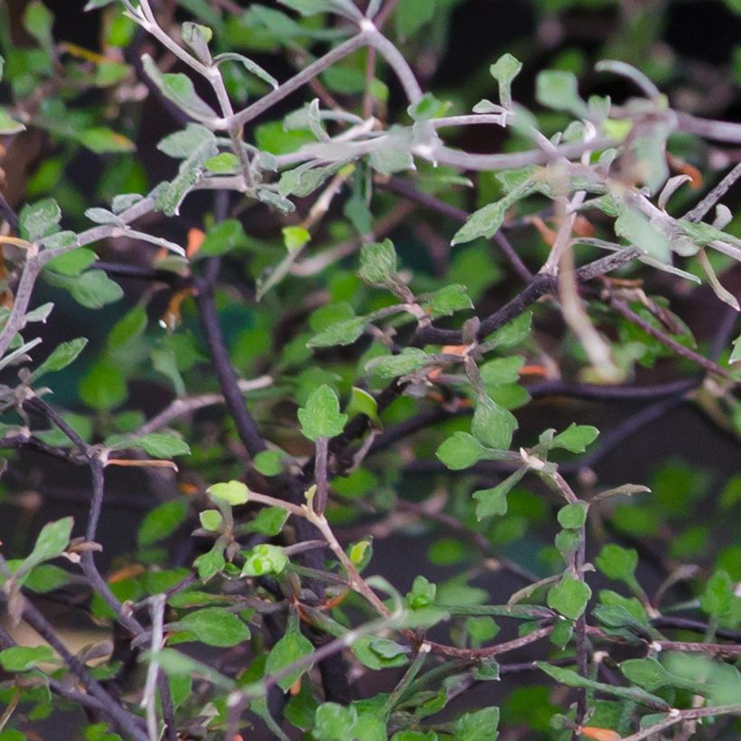 Corokia cotoneaster (Feuillage)