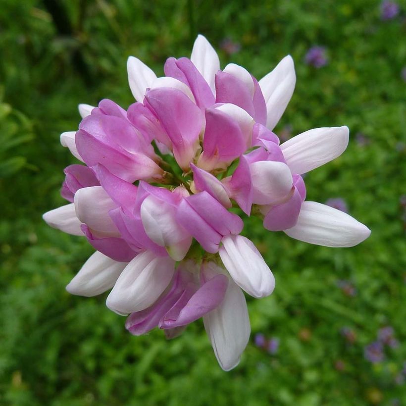 Coronilla varia - Coronille bigarrée ou changeante. (Floraison)