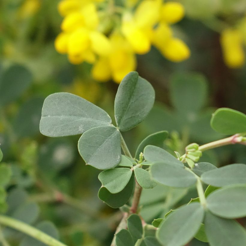Coronille - Coronilla valentina subsp. glauca Citrina (Feuillage)