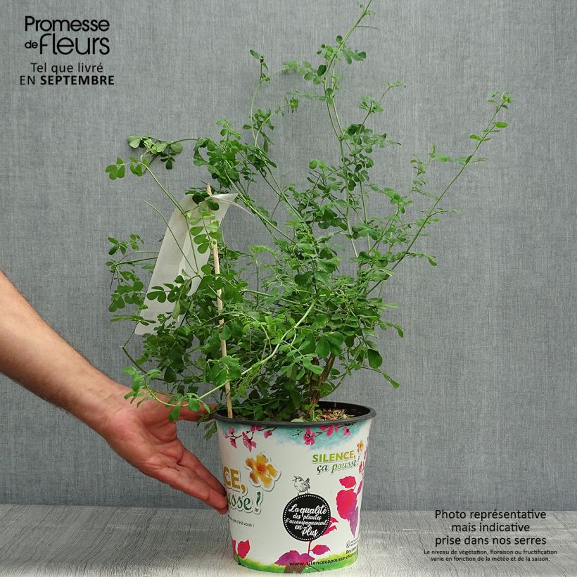 Spécimen de Coronille - Coronilla valentina subsp. glauca Selection tel que livré en automne