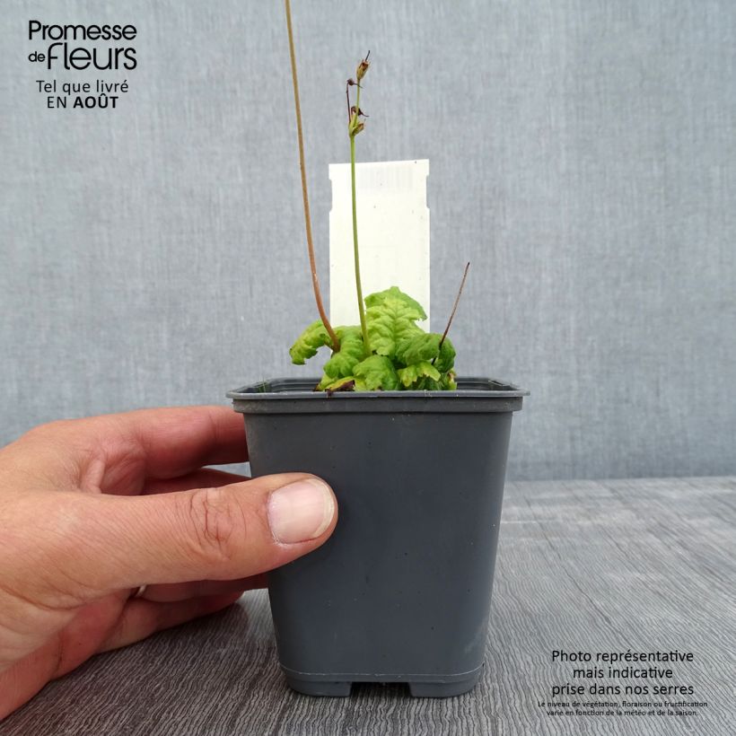 Spécimen de Cortusa (Primula) matthioli ssp. pekinensis Godet de 8/9 cm tel que livré en été