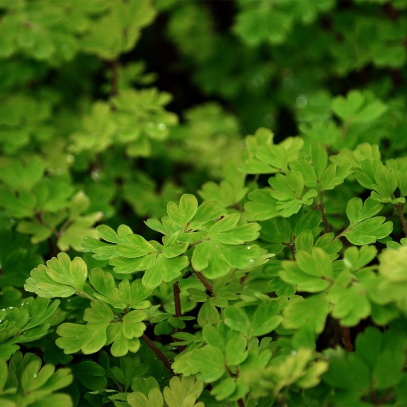 Exemple de spécimen de Corydalis flexuosa - Corydale de Chine bleu vif tel que livré