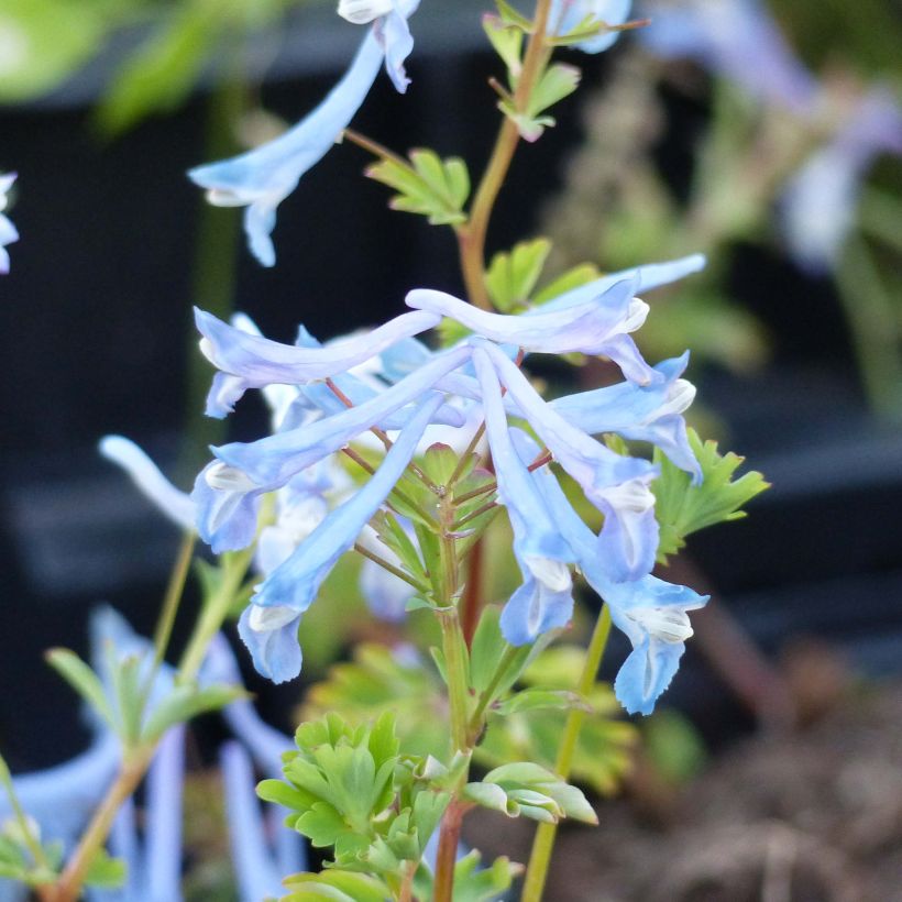 Corydalis Craigton Blue (Floraison)