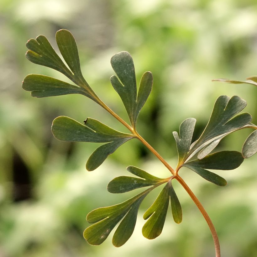 Corydalis flexuosa Porcelain Blue (Feuillage)