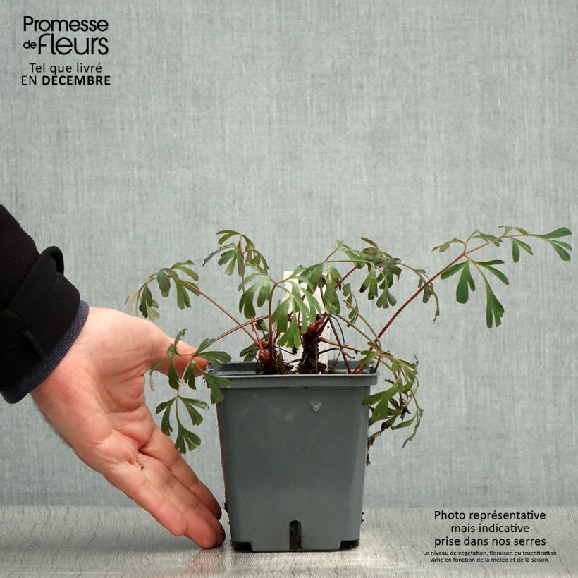 Spécimen de Corydalis flexuosa Porcelain Blue  Pot de 1L/1,5L tel que livré en hiver