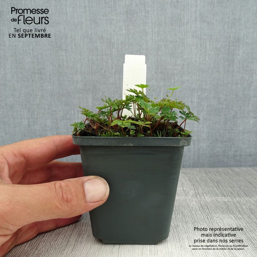 Spécimen de Corydalis flexuosa Purple Leaf - Corydale Godet de 8/9 cm tel que livré en été