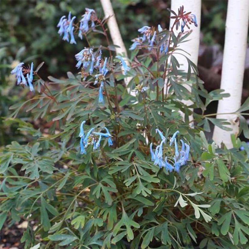 Corydalis flexuosa Porcelain Blue  (Floraison)