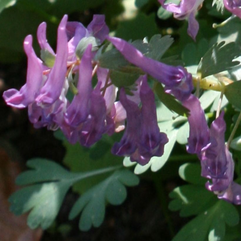Corydalis solida (Floraison)