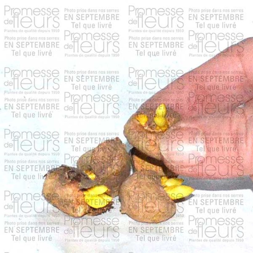 Exemple de spécimen de Corydalis solida Beth Evans - Corydale bulbeuse Bulbe tel que livré